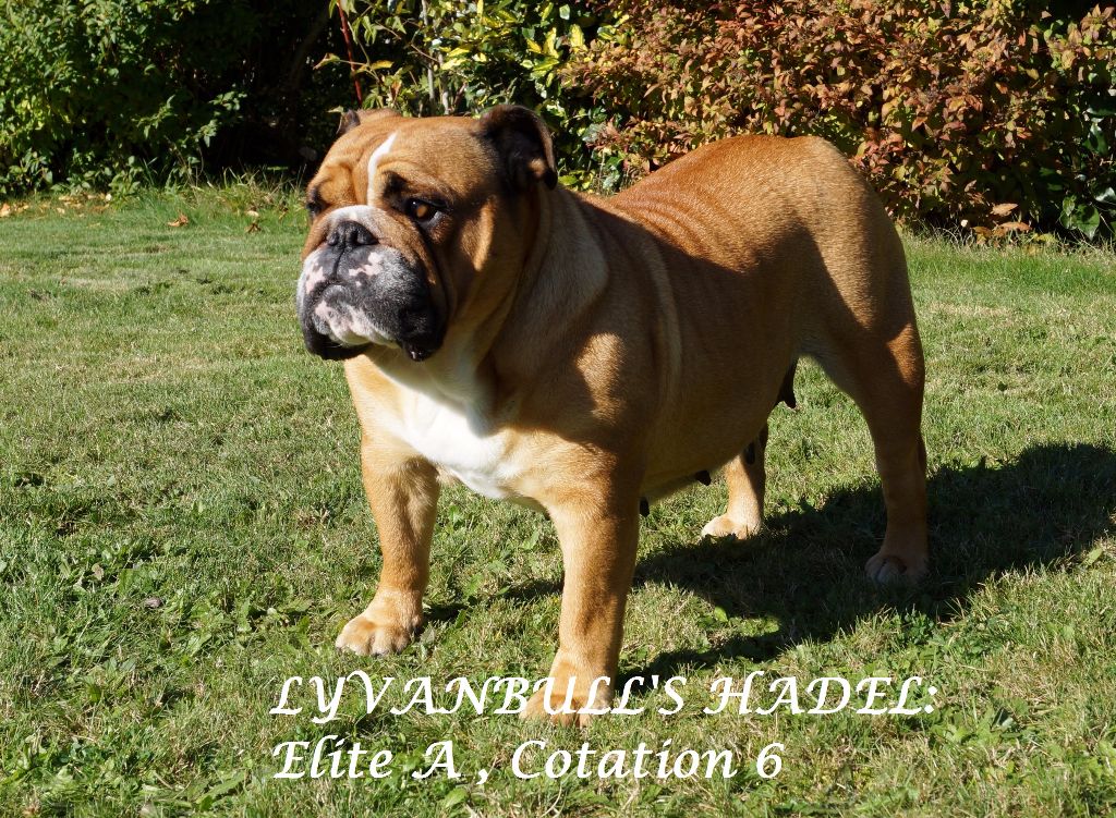 Lyvanbull's Hadel
